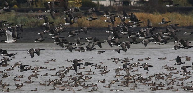 Brant Geese & Ducks