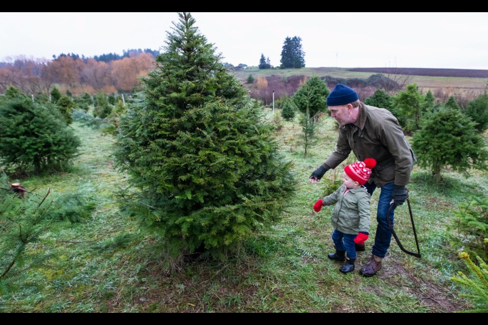 Shane Devereaux and his two-year-old daughter Nora Devereaux look for a tree at the Saanichton Christmas Tree Farm.