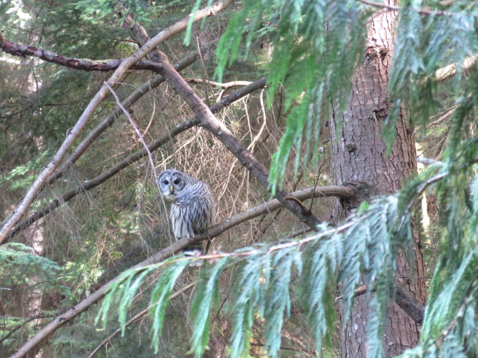 A barred owl watches Jen Ludin Ritchie in Fairy Fen.
