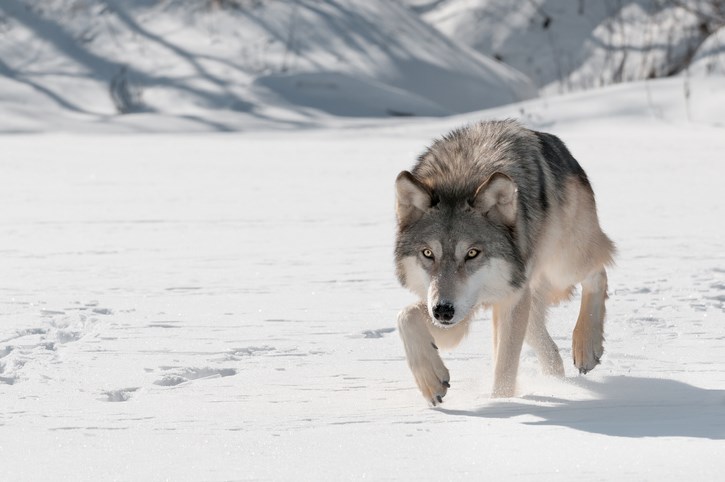 Grey wolf