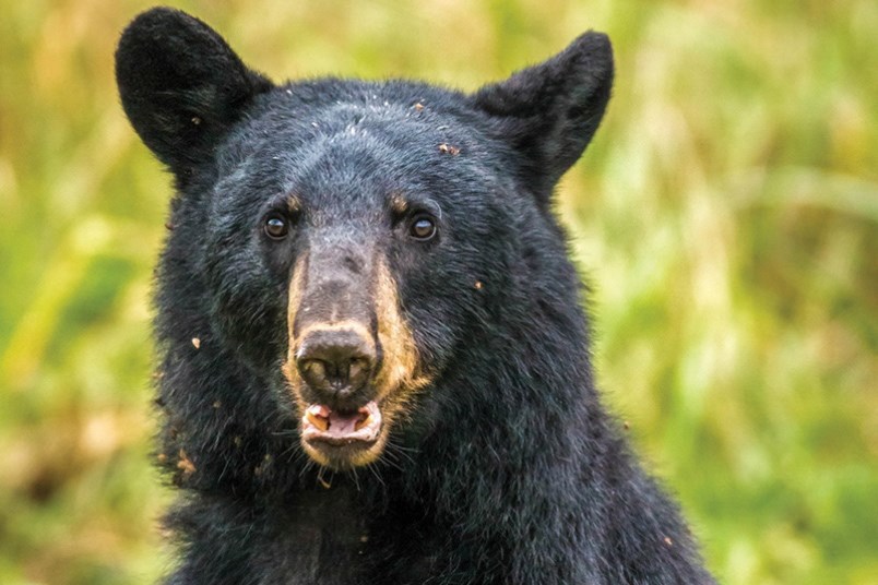 As many as 30 bears were destroyed in Coquitlam, Port Coquitlam and Port Moody, and one bear was eut
