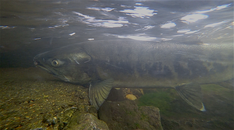 A salmon in Bowen waters in 2018.