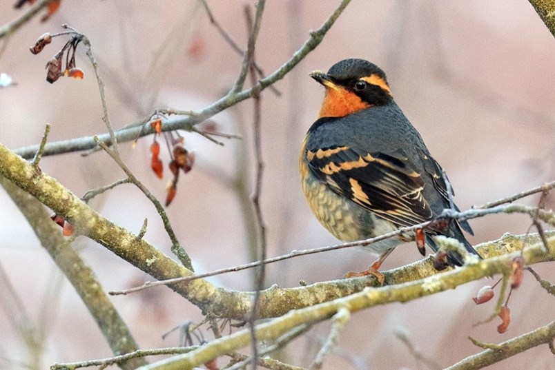 Christmas Bird Count