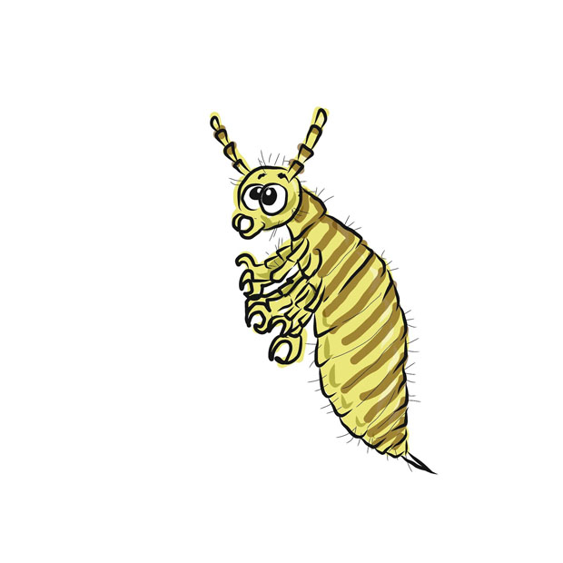 Blog Head Lice Bites Can Cause A Tickling Sensation Delta Optimist