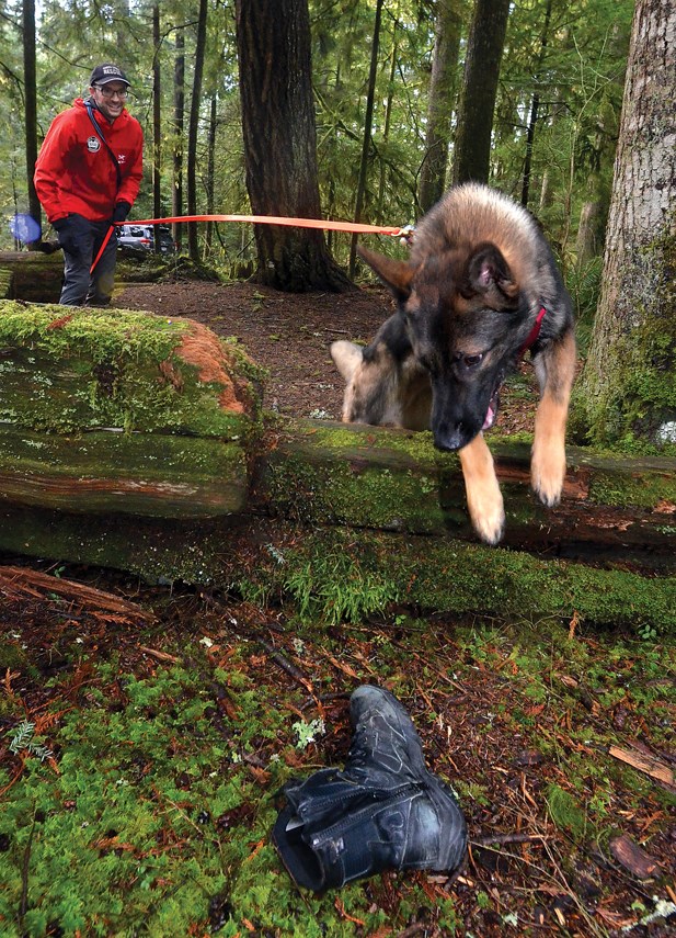 Finders, keepers: Meet the dogs of North Shore Rescue_1