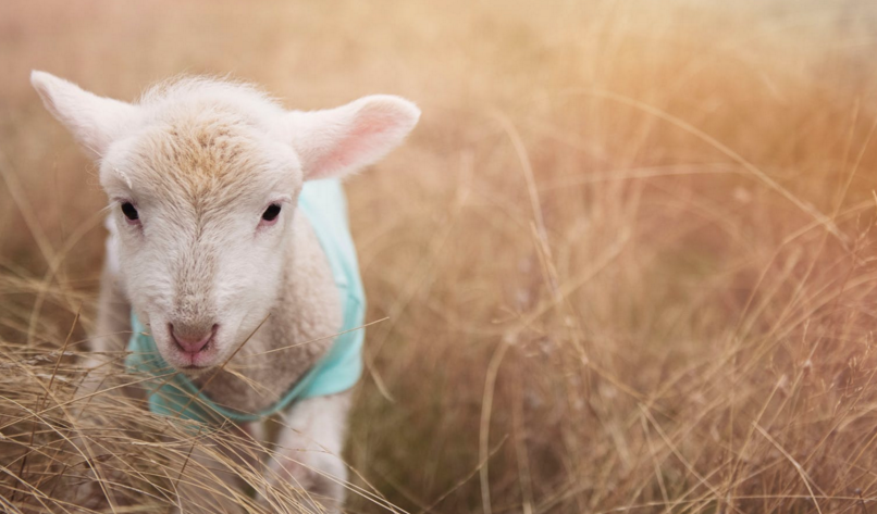 Sacrificial lambs and swaddling cloths - Dawson Creek Mirror Sacrificial lambs and swaddling cloths - Dawson Creek Mirror