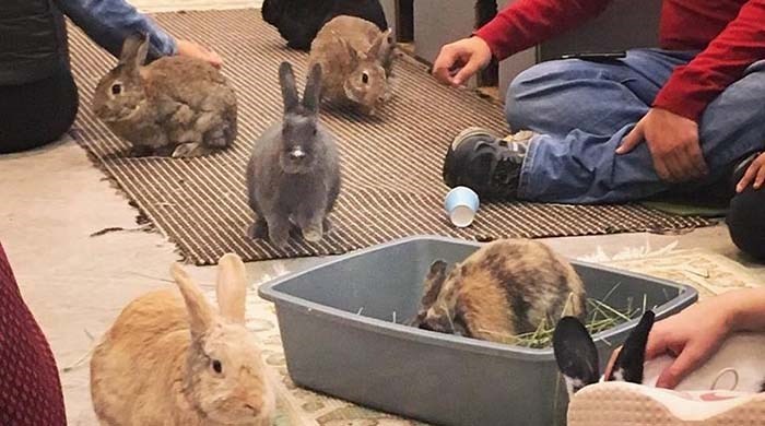 bunny cafe