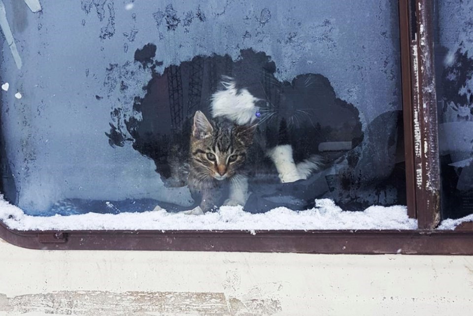 rescued cats