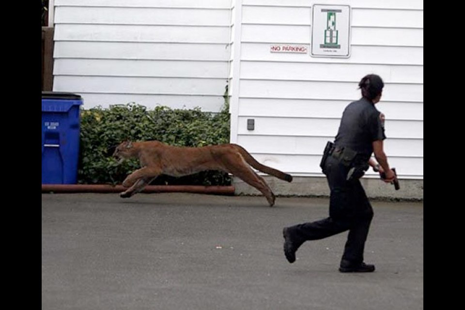 A cougar runs past a Victoria Police officer with her gun drawn in the parking lot of an apartment building during a chase in James Bay in October 2015. The cougar was eventually tranquillized on Michigan Street.