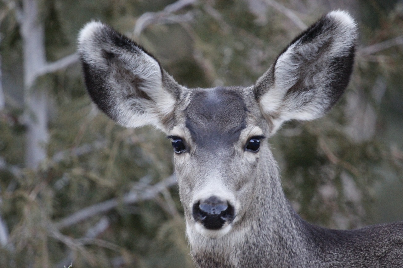 Mule deer doe discount