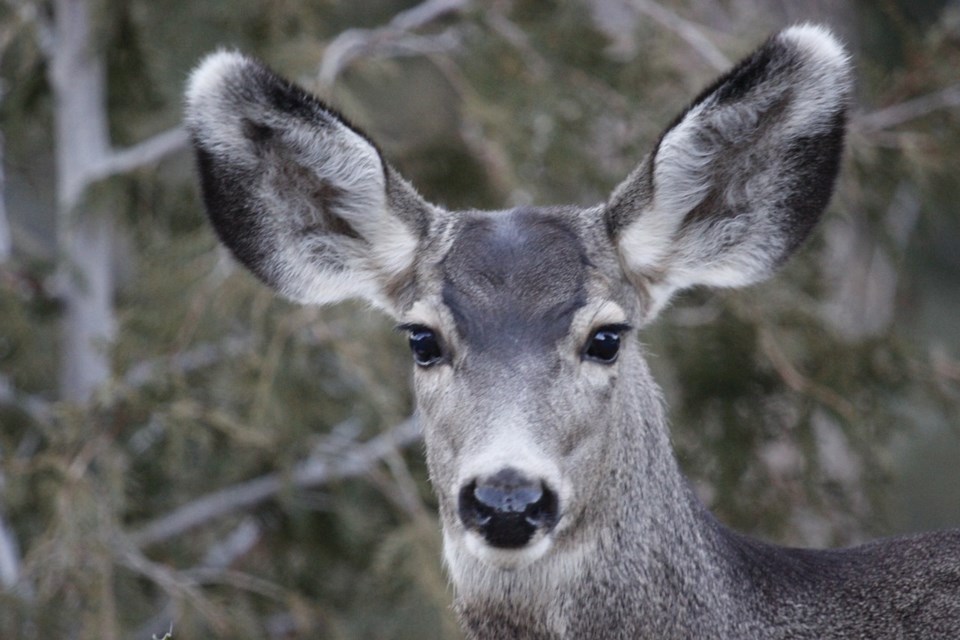 mule deer