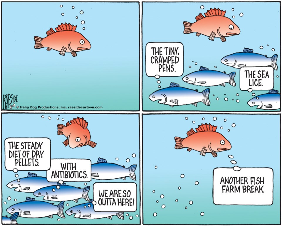 Adrian Raeside cartoon: fish farms - Jan. 2, 2020