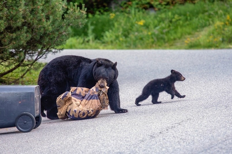 A Coquitlam resident snapped this picture in his Heritage Mountain neighbourhood of a mother bear an