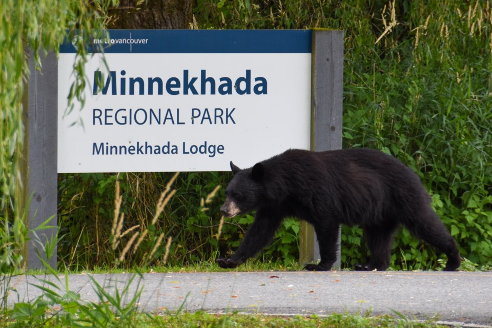 A young black bear wanders past the entrance of Minnekhada Regional Park during a shutdown due to in