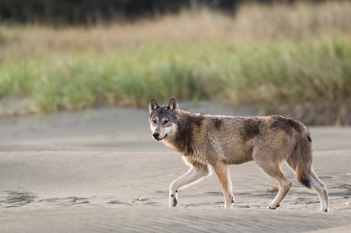 Hunter denies claims she killed wolf pack in Sooke area - Victoria Times  Colonist