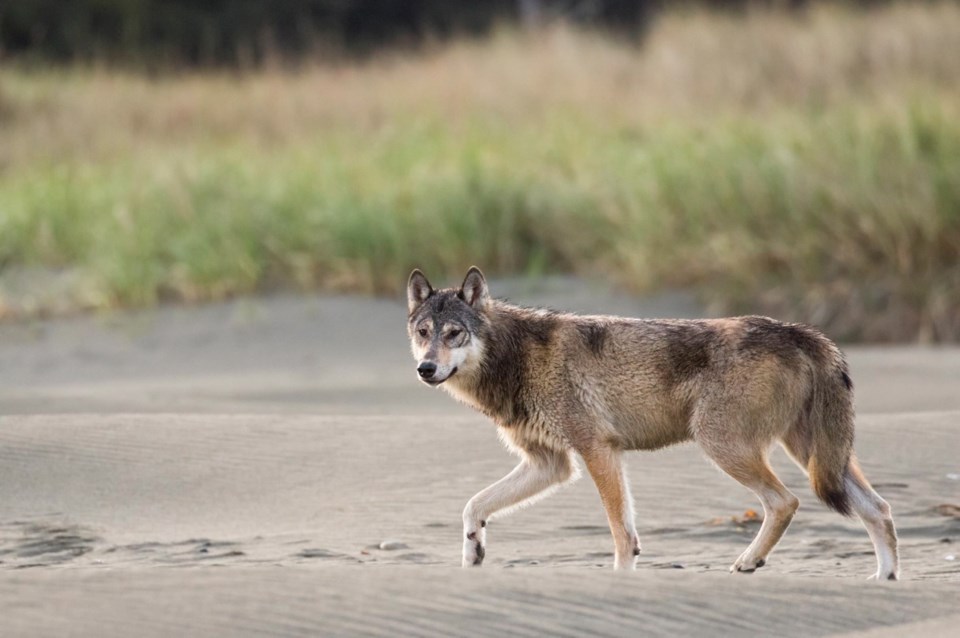 Wolf on beach