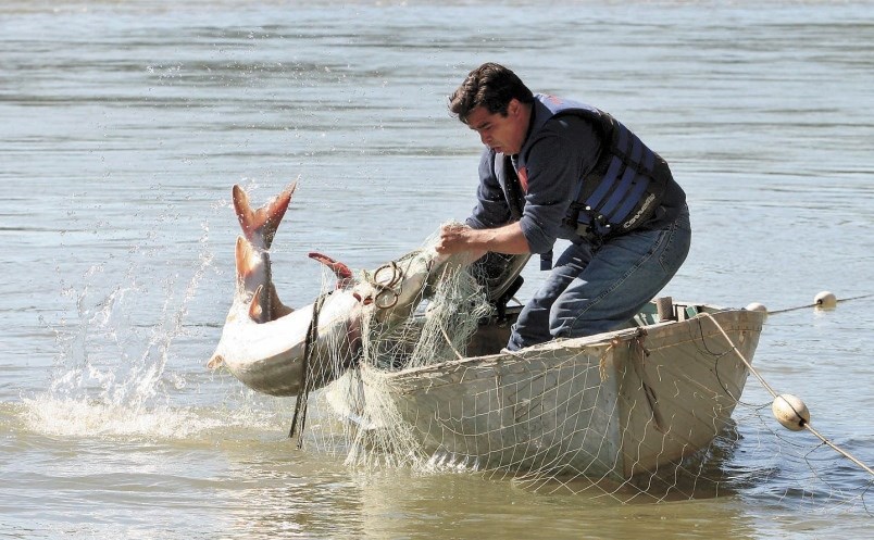 sturgeon.09_162020.jpg