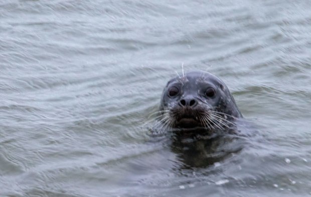 Harbour Seal