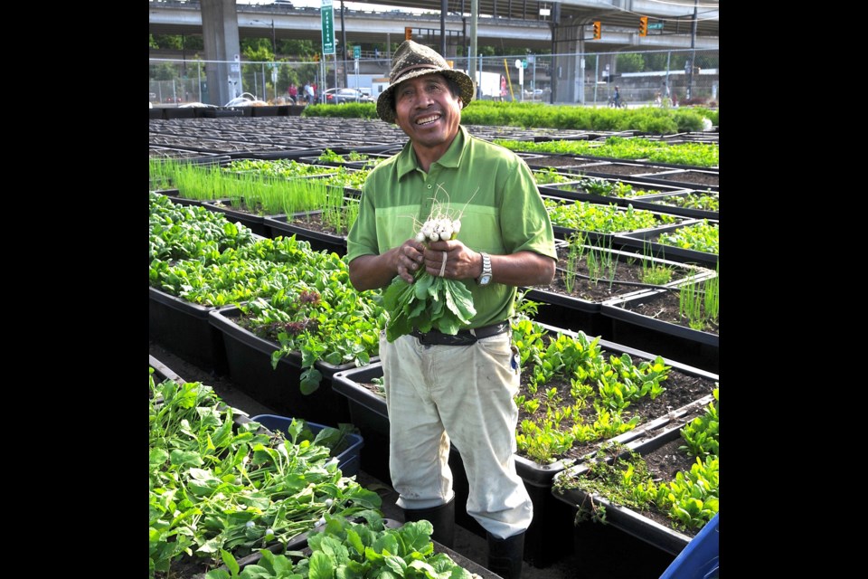 Jesus Cristobal-Esteban, who worked as a farmer at Sole Food Street Farms for nearly eight years, died Jan. 2 after being assaulted the previous day in Oppenheimer Park. Photo from the book Street Farm 2016 by Michael Ableman