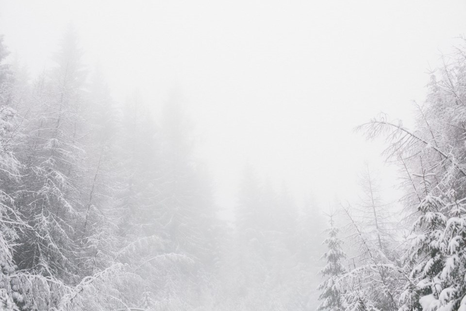 Snow on trees