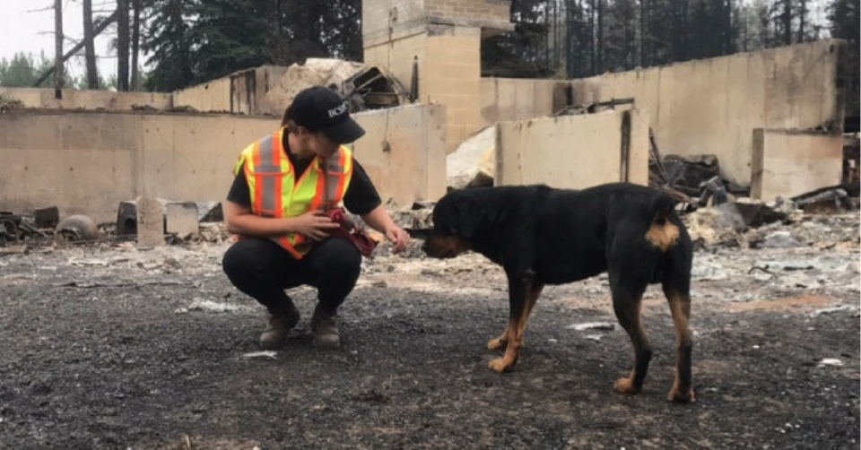 fireBC SPCA worker helps a dog during the 2017 B.C. wildfires