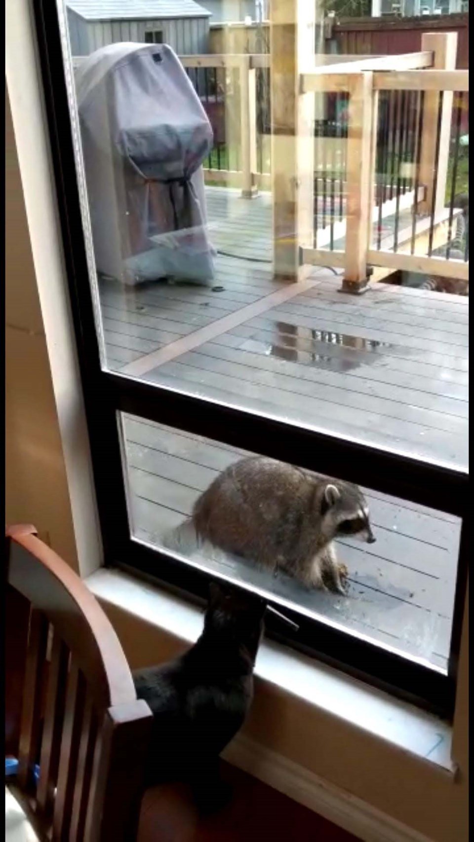 Raccoons 'running riot' in small Richmond community_3