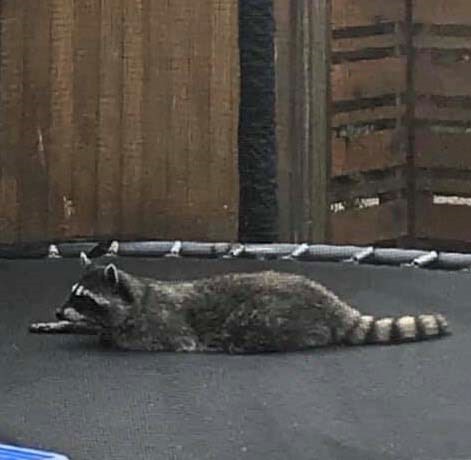 Raccoons 'running riot' in small Richmond community_4