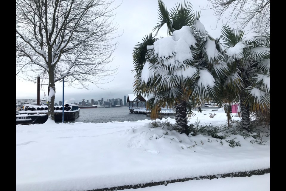 I always get irrationally giddy when I see palm trees covered in snow. photo Andy Prest, North Shore News