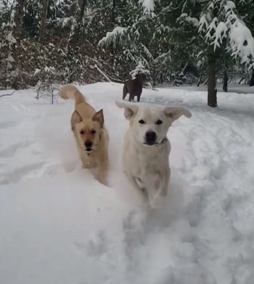 snow caber and puma