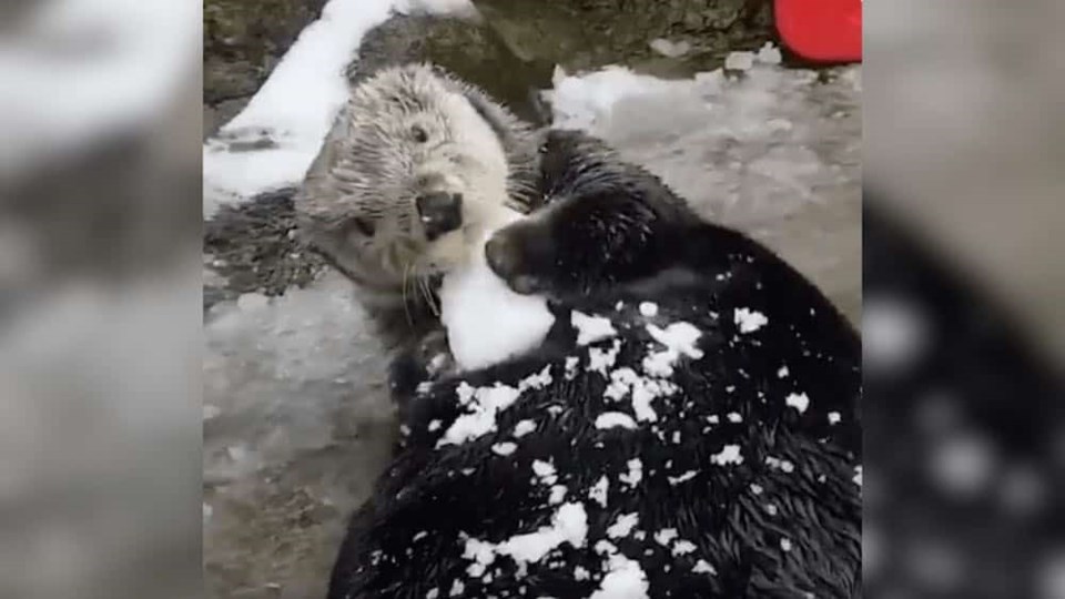 sea otter video