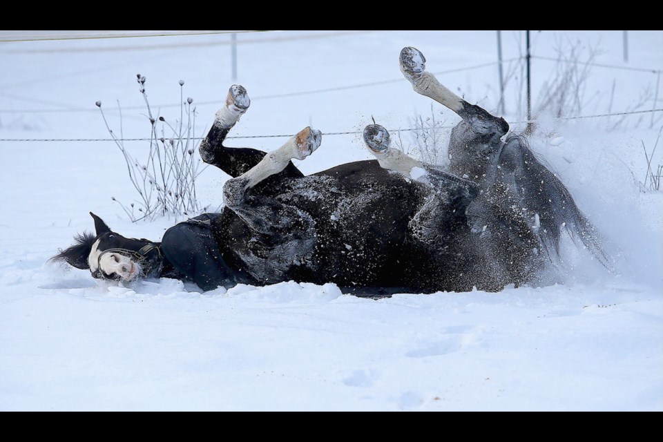 Kate Sykes-Waller's 18-year-old horse, Ali, contentedly rolls in the snow and scratches her back at a farm on Oldfield Road in Central Saanich on Friday. Jan. 17, 2020