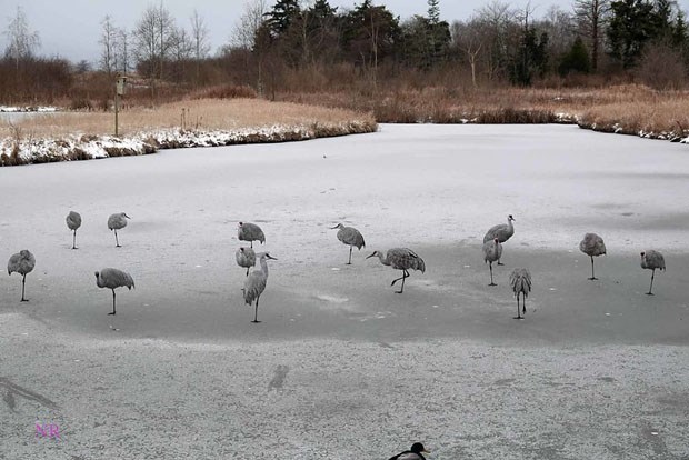 Sandhill Cranes