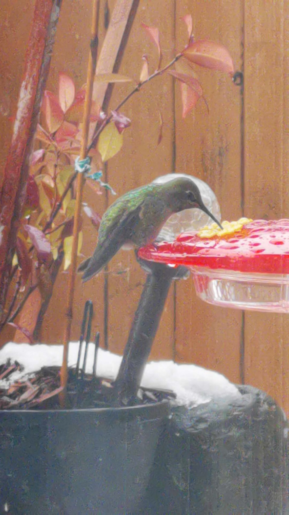 Richmond woman defrosts hummingbird feeder with Christmas lights_0