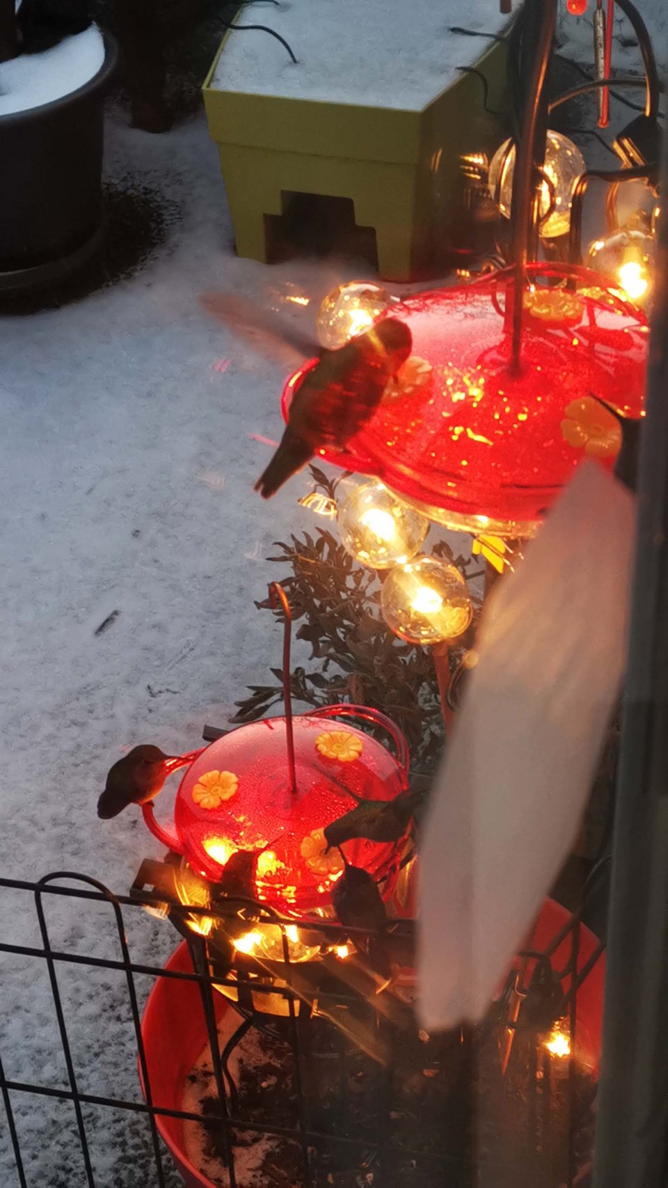 Richmond woman defrosts hummingbird feeder with Christmas lights_1