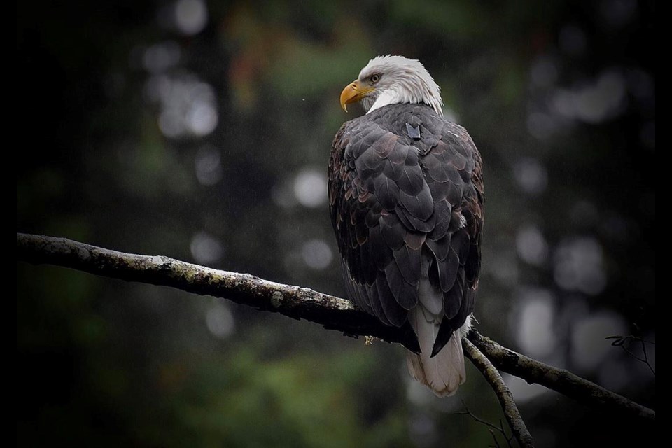 A bald eagle in the second week of November during a salmon run in Port Coquitlam, B.C. ⁠