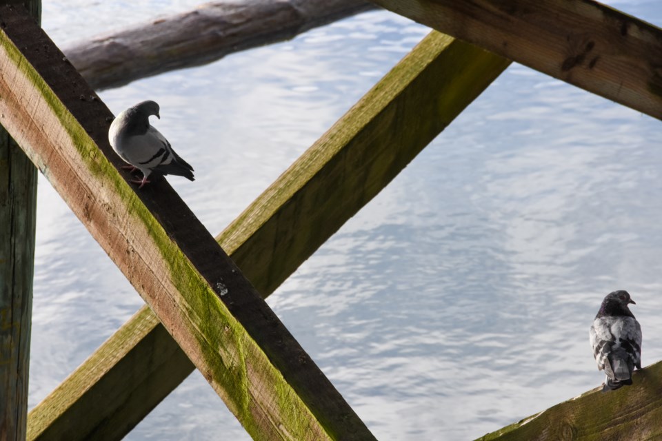 Every bird and species is tallied during the Christmas Bird Count, even pigeons hiding under a pier.