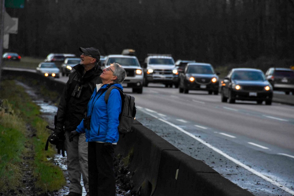 Two members of the Burke Mountain Naturalists count birds along Mary Hill Bypass during the 2020 Chr