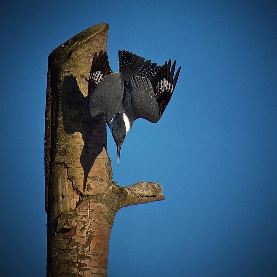 A Belted Kingfisher hunts for fish by plunging, bill down, from its perch at Blakeburn Lagoon in Por