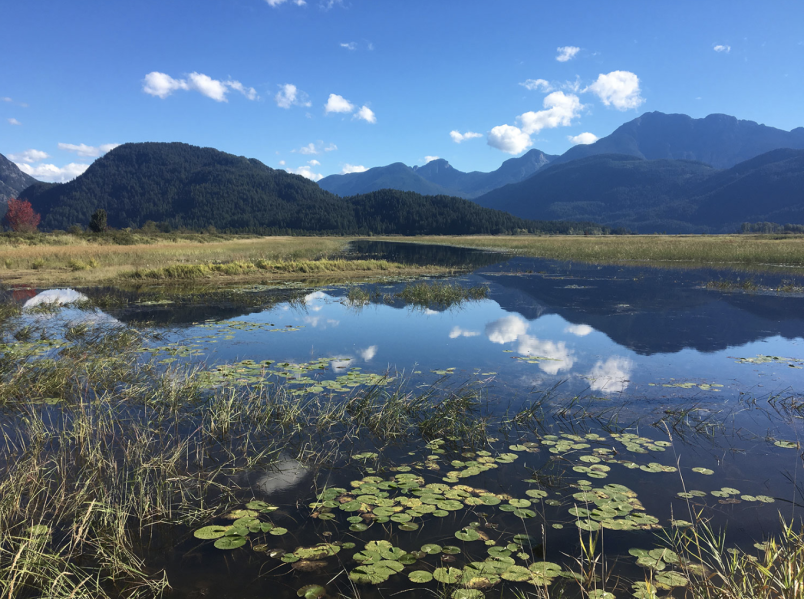 Widgeon Marsh, which is slated to become a Metro park, has been dubbed the single most important fre