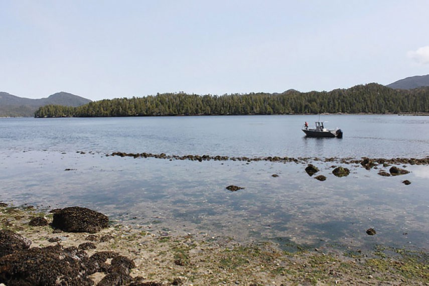 Clam gardens