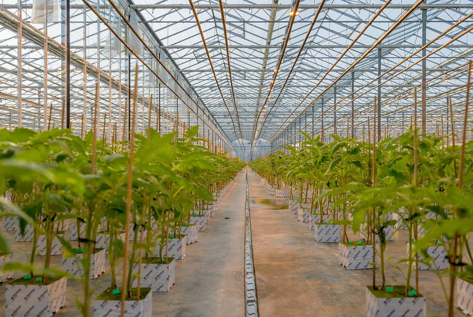 delta cannabis greenhouse