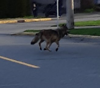 A wolf was spotted in the James Bay area of Victoria on Saturday, Jan. 25, 2020.