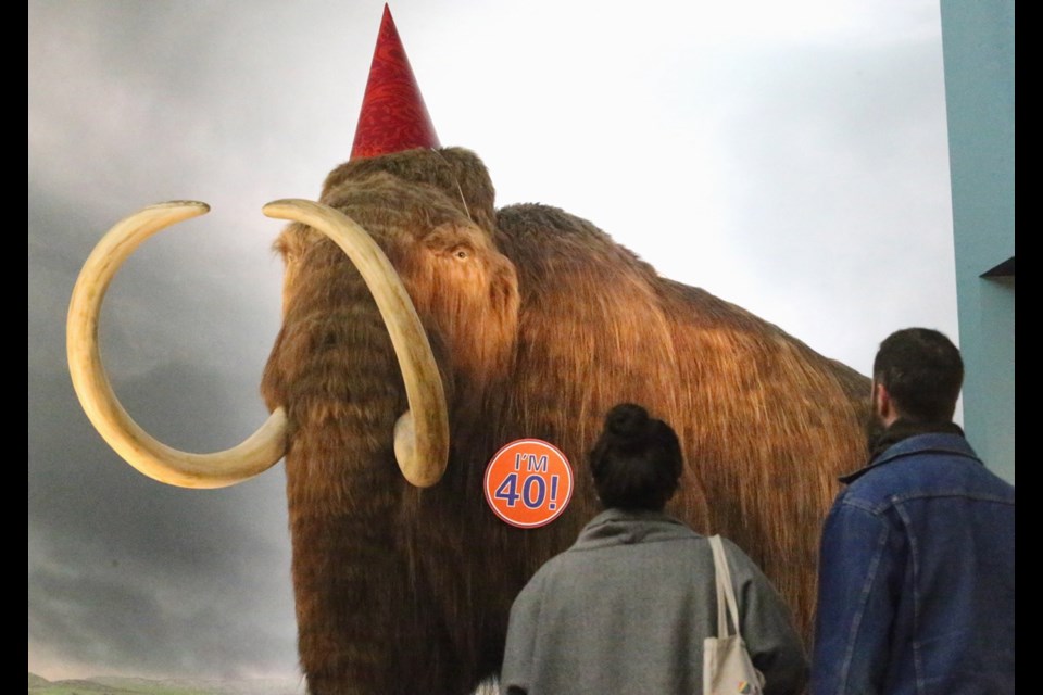 The Royal B.C. Museum is celebrating Woolly the Mammoth's 40 years at the museum.