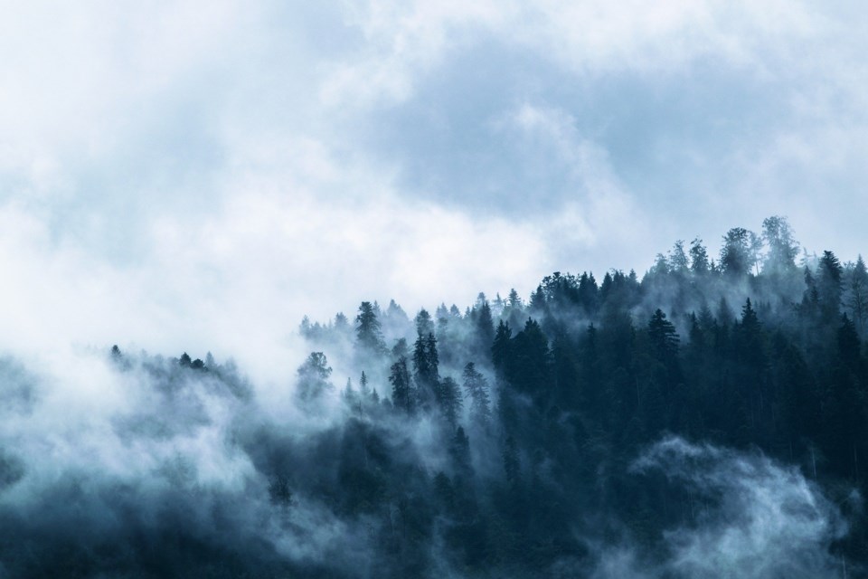 Clouds and mist in trees.