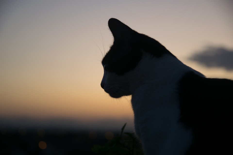 Cat in the sunset
