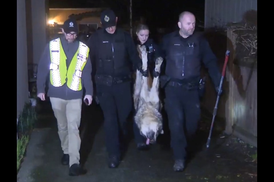 Police and conservation officers remove a wolf that was tranquilized after roaming Victoria's James Bay neighbourhood on Sunday, Jan. 26, 2020.