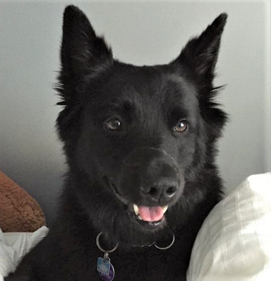 Norwegian elkhound border collie mix cheap