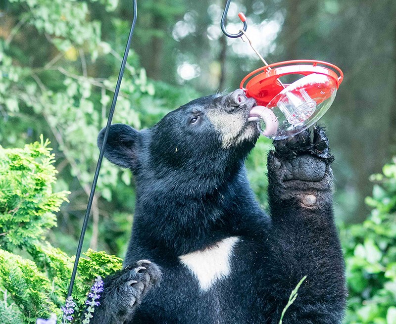 Bear with bird feeder