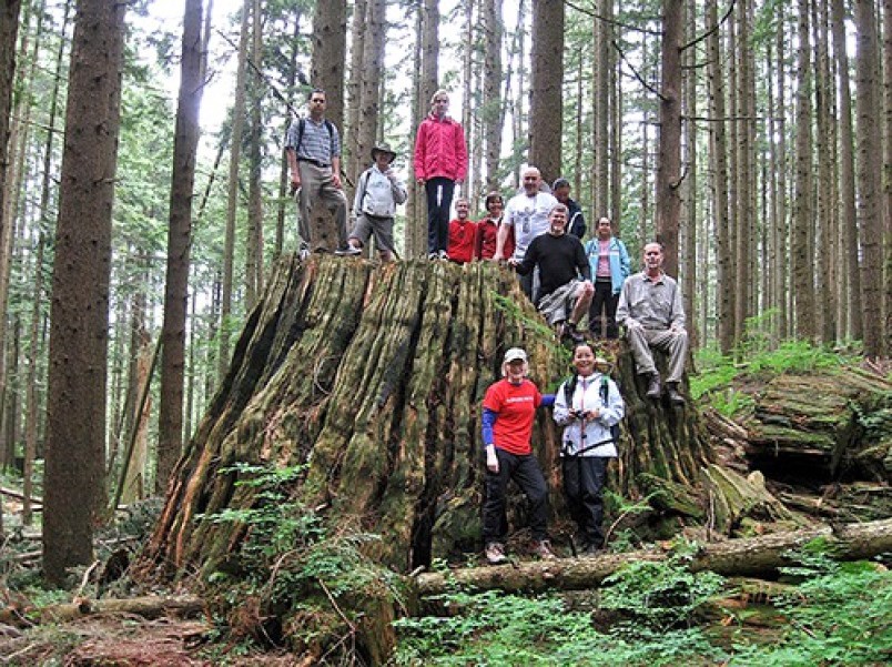 red cedar, burke mountain naturalists hike