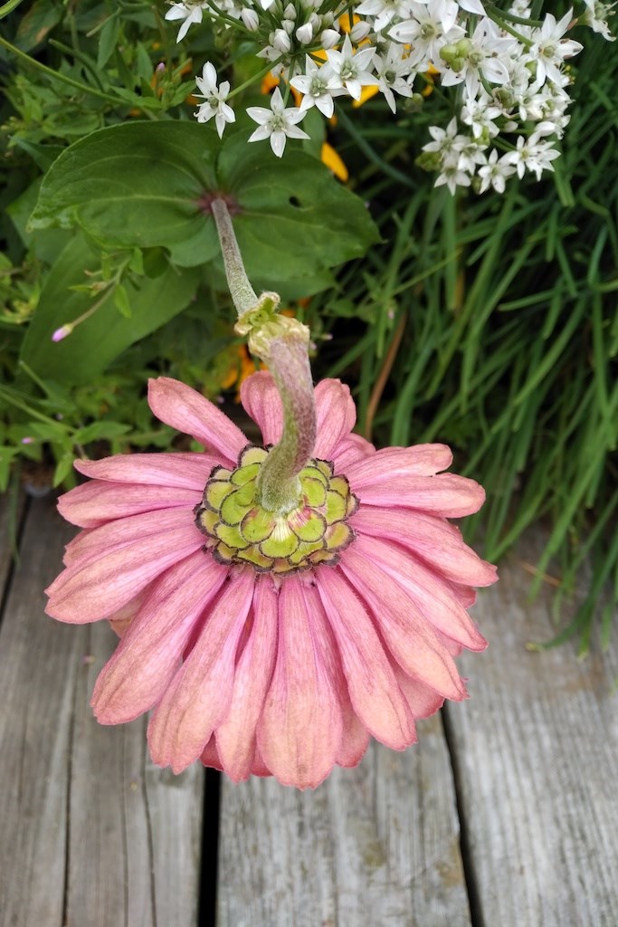 A pink flower above a boardwalk